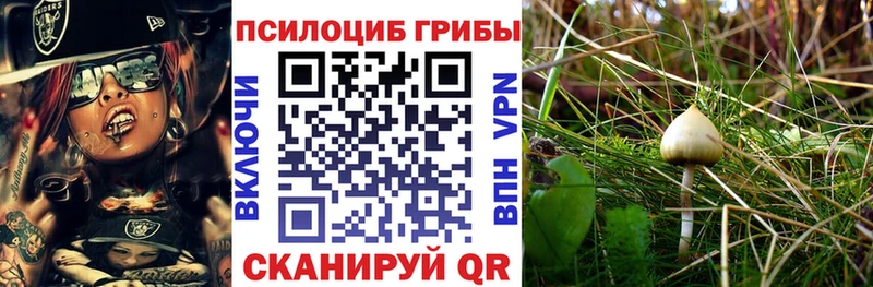 Псилоцибиновые грибы MAGIC MUSHROOMS  Сунжа 